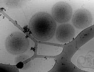 Extreme survival: Incredible shrinking bugs