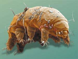 Extreme survival: The toughest beast in the world