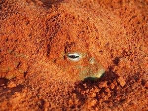 Extreme survival: Dreaming through drought