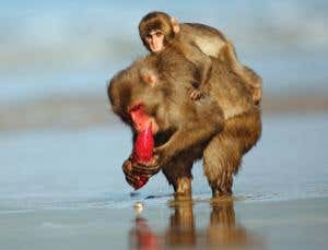 Culture club: All species welcome