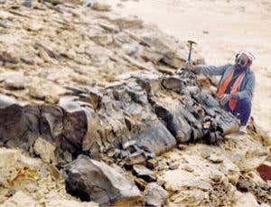 Giant enigma: The fossil log that isn't