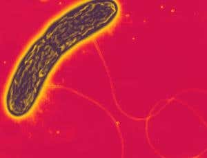 Life electric: microbes wire up to share energy