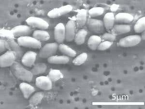 New Scientist. Science news and long reads from expert journalists, covering developments in science, technology, health and the environment on the website and the magazine.