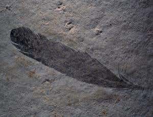 The feather that stirred up the whole debate 