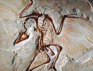 New Scientist. Science news and long reads from expert journalists, covering developments in science, technology, health and the environment on the website and the magazine.