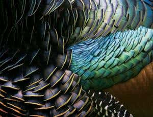 Living dinosaurs: How did feathers and flight evolve?