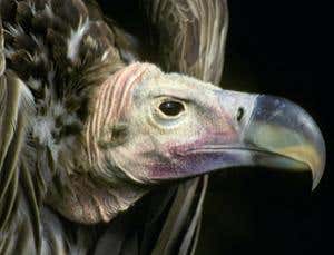 Living dinosaurs: When did modern birds evolve?