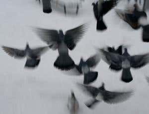 Living dinosaurs: Why did modern birds survive?