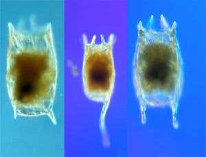 New Scientist. Science news and long reads from expert journalists, covering developments in science, technology, health and the environment on the website and the magazine.