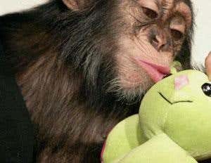 Wild chimps make their own 'dolls'