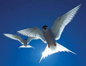 Magnetovision: Birds' seventh sense revealed