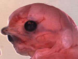 New Scientist. Science news and long reads from expert journalists, covering developments in science, technology, health and the environment on the website and the magazine.