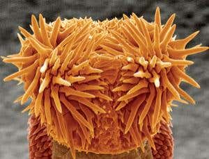 New Scientist. Science news and long reads from expert journalists, covering developments in science, technology, health and the environment on the website and the magazine.