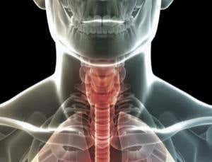 How language evolved: Our speaking machine