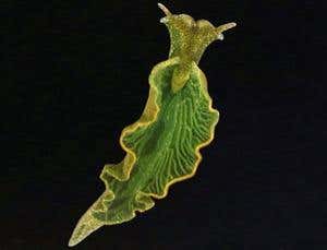 New Scientist. Science news and long reads from expert journalists, covering developments in science, technology, health and the environment on the website and the magazine.