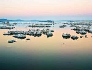 The poison eaters: alternative life forms