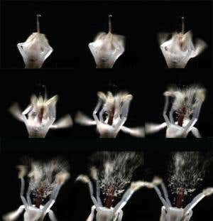 Botanical ballistics: Nature's fastest plants
