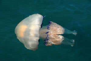 Smoked jellyfish: The roast of Christmas future