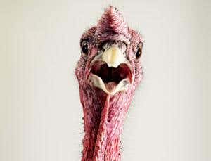 From god to gobbler: How the turkey got its breast