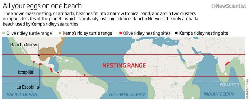 All your eggs on one beach