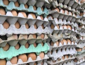 Obama gives go-ahead to new food safety law