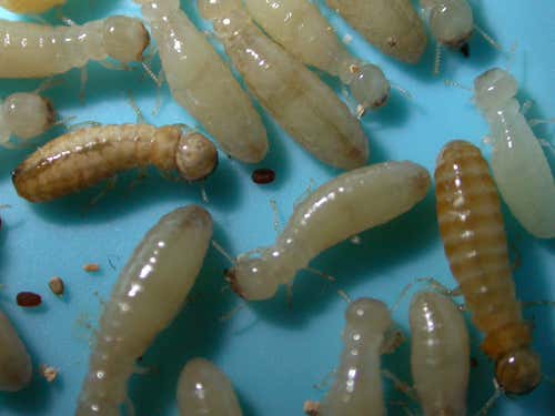 Choosing a leader, termite style 