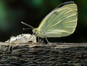 New Scientist. Science news and long reads from expert journalists, covering developments in science, technology, health and the environment on the website and the magazine.