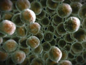 Explosive death for MRSA