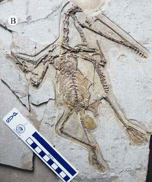 New Scientist. Science news and long reads from expert journalists, covering developments in science, technology, health and the environment on the website and the magazine.