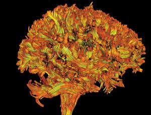 New Scientist. Science news and long reads from expert journalists, covering developments in science, technology, health and the environment on the website and the magazine.