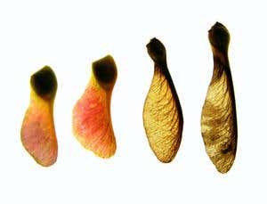 Spinning seeds inspire single-bladed helicopters