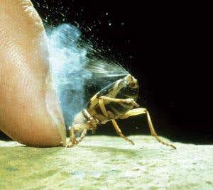 New Scientist. Science news and long reads from expert journalists, covering developments in science, technology, health and the environment on the website and the magazine.