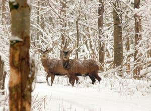 Hunters hunted: The revenge of robo-deer