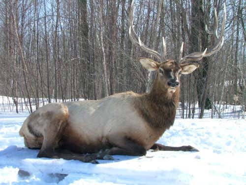 Hunters hunted: The revenge of robo-deer