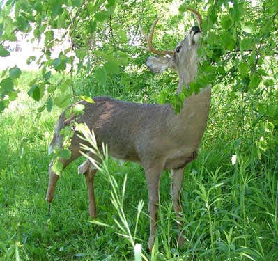 Hunters hunted: The revenge of robo-deer