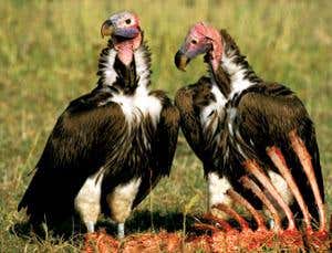 New Scientist. Science news and long reads from expert journalists, covering developments in science, technology, health and the environment on the website and the magazine.