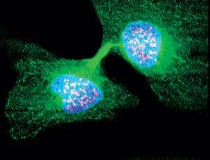 Cluster model shows how first cells could have divided