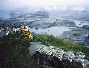 Intensive logging created New England's rich wetlands