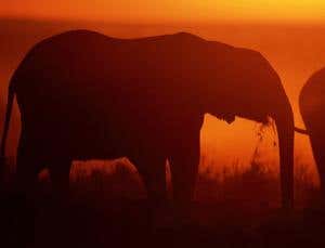 New Scientist. Science news and long reads from expert journalists, covering developments in science, technology, health and the environment on the website and the magazine.