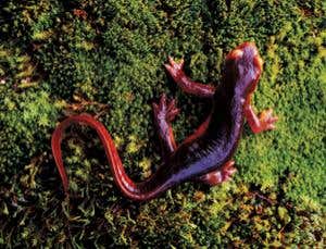 Hunt for the molecules that hold ecosystems together