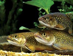 New Scientist. Science news and long reads from expert journalists, covering developments in science, technology, health and the environment on the website and the magazine.