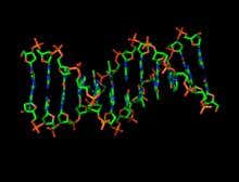 Stretchy DNA shows off its elastic qualities