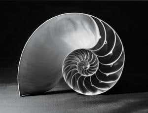 The selfish metaphor: Conceits of evolution