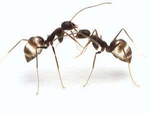 New Scientist. Science news and long reads from expert journalists, covering developments in science, technology, health and the environment on the website and the magazine.