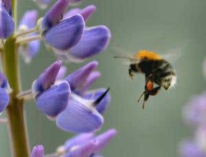 Polluted perfume could put pollinators off the scent