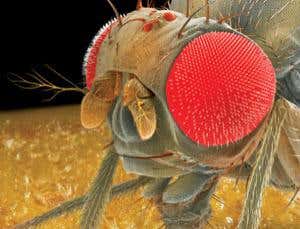 Fly sniffs molecule's quantum vibrations