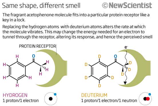 Same shape, different smell