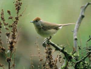 Urge to migrate found in bird genes