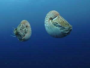 New Scientist. Science news and long reads from expert journalists, covering developments in science, technology, health and the environment on the website and the magazine.