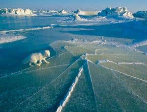 Polar nomads: Ghost foxes of the Arctic